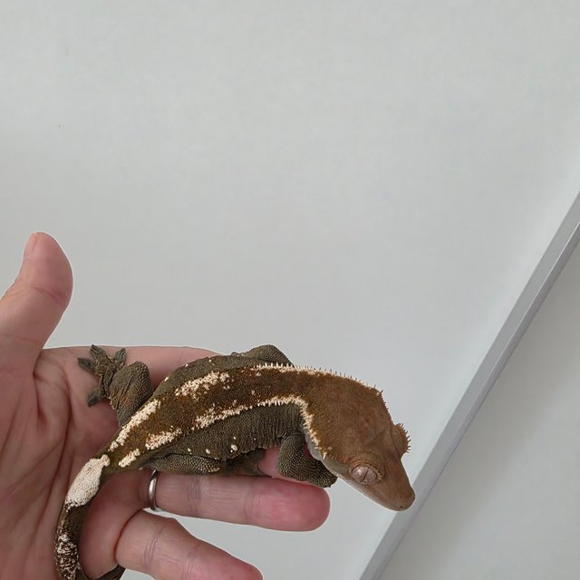 세이블 100%헷아잔틱