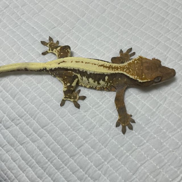 릴리 세이블