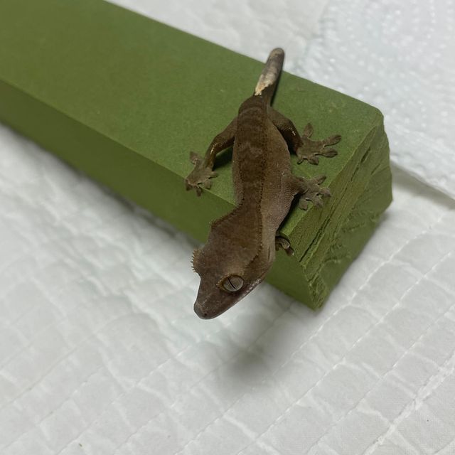 다크 벅스킨 챠콜