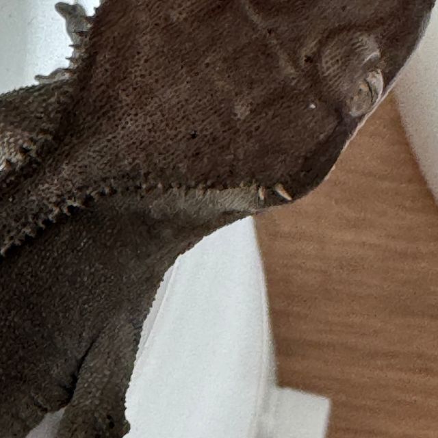 아잔틱