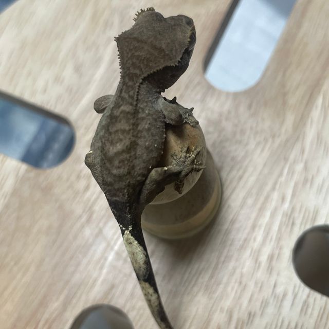 다크 벅스킨 팬텀