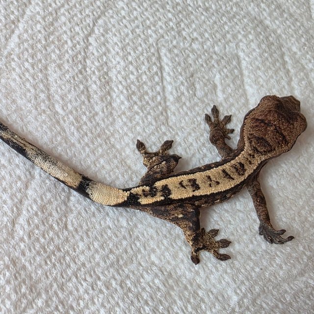 100%헷아잔틱 세이블