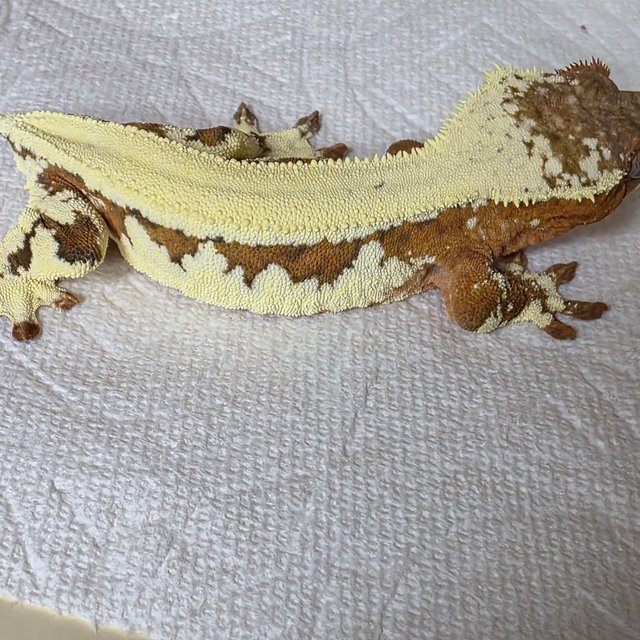 릴리 세이블 100%헷아잔틱 릴리100%헷아잔틱 세이블