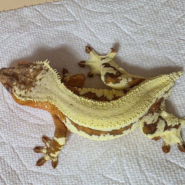 릴리 세이블 100%헷아잔틱 릴리100%헷아잔틱 세이블