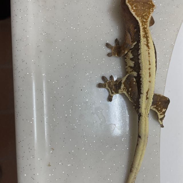릴리 세이블