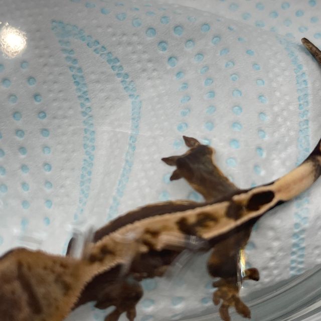 100%헷아잔틱