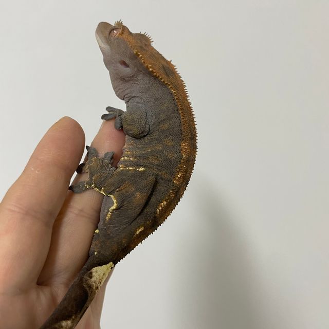 카푸치노