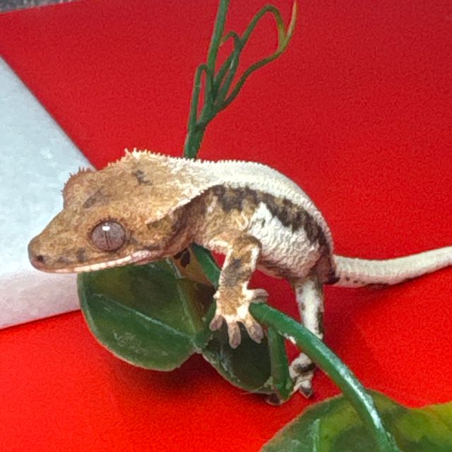 릴리100%헷아잔틱 세이블