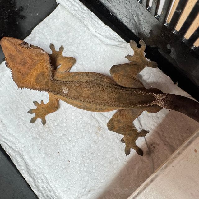 카푸치노 100%헷아잔틱