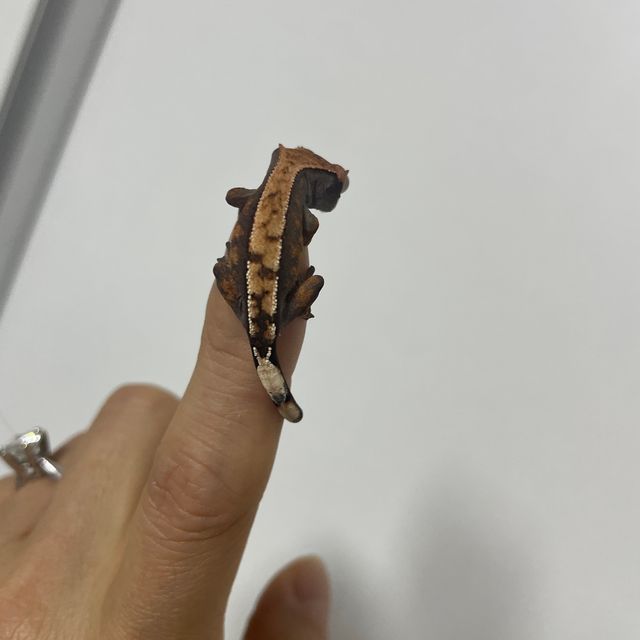 세이블