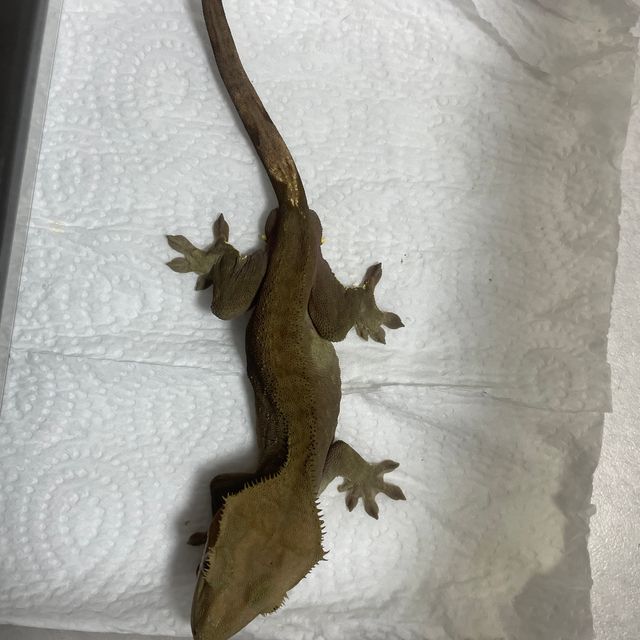 벅스킨 다크