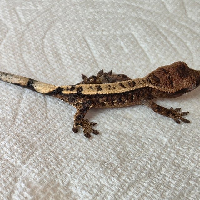 100%헷아잔틱 세이블