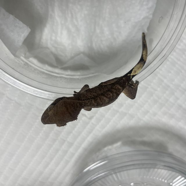 다크 벅스킨 팬텀