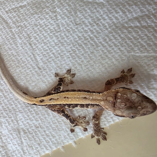 릴리100%헷아잔틱 세이블