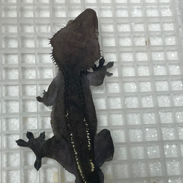 아잔틱