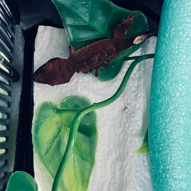 벅스킨