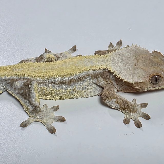 릴리 세이블 100%헷아잔틱