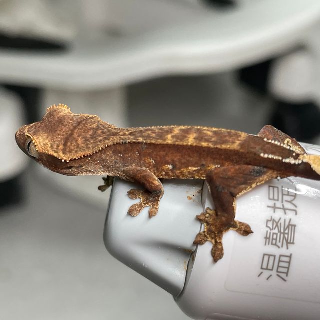 챠콜
