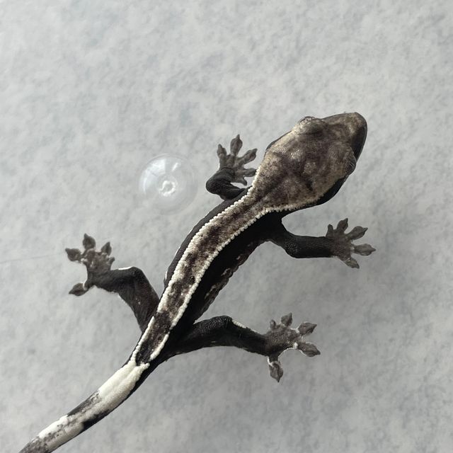 아잔틱