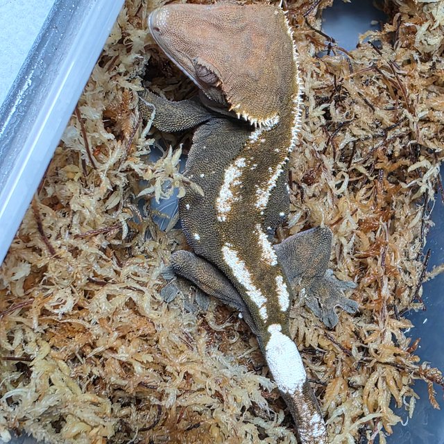 세이블 100%헷아잔틱