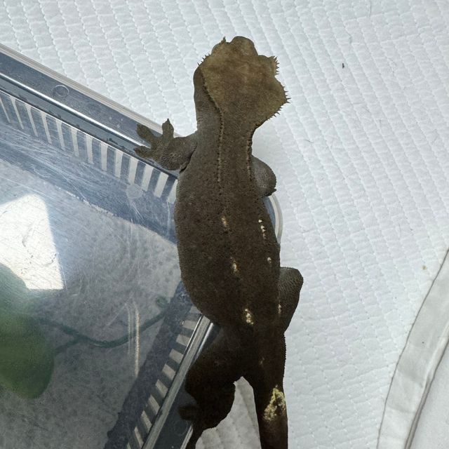 아잔틱