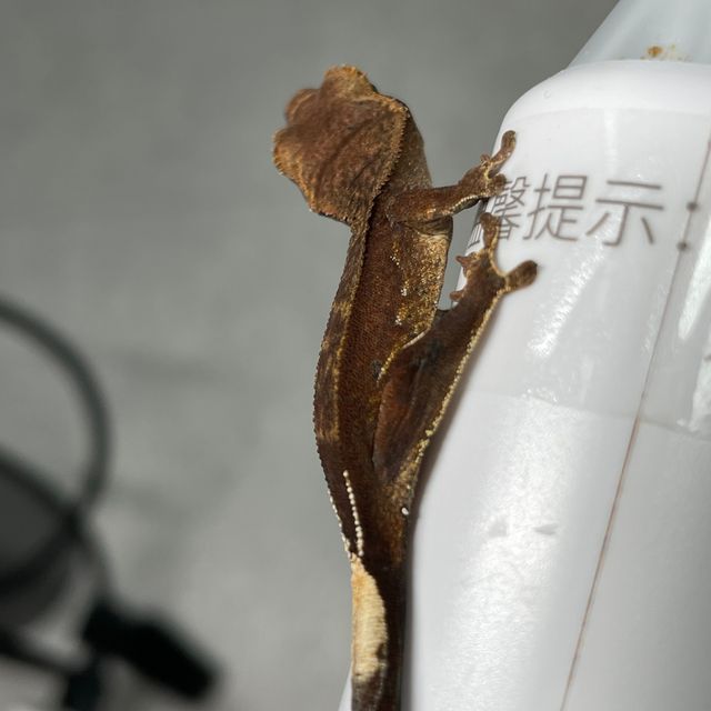 챠콜