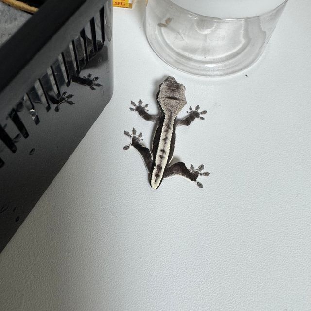 릴잔틱