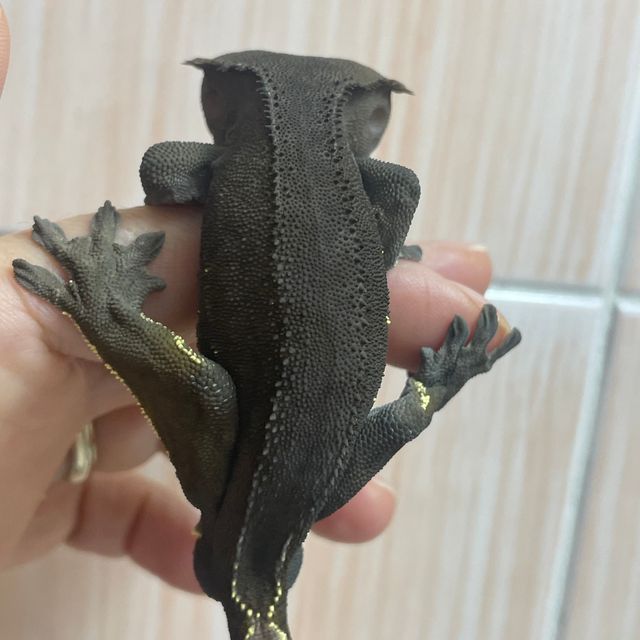 챠콜