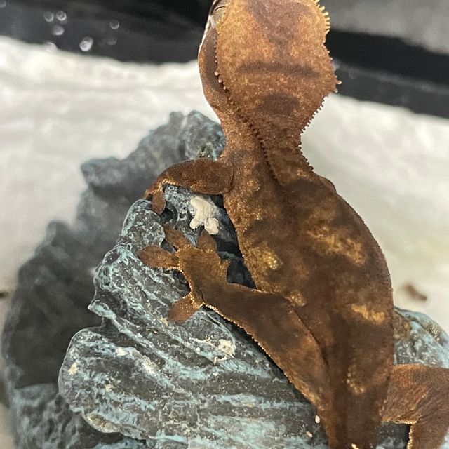 100%헷아잔틱 팬텀 다크