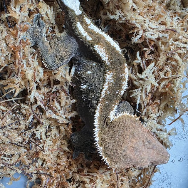 세이블 100%헷아잔틱