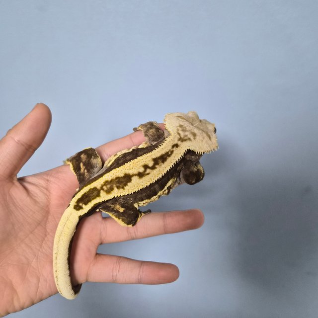 슈퍼스트라이프