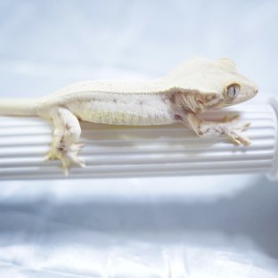 Lilly White Solid Back