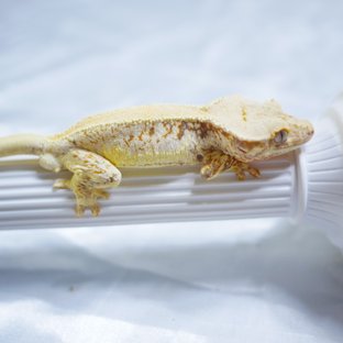 Lilly White Solid Back