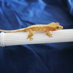 100% Het Axanthic Drippy