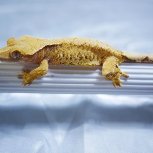 Normal Tri Extreme Harlequin