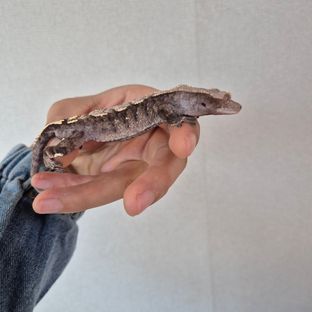 카푸치노 세이블