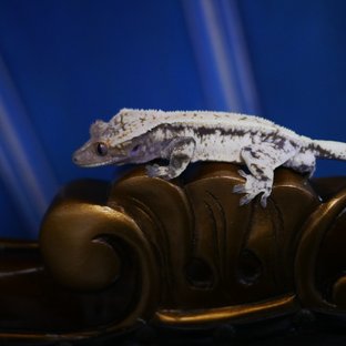 Sable Drippy White Spot Dark