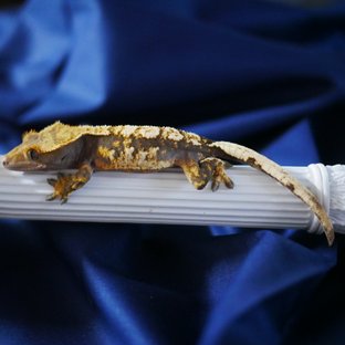 100% Het Axanthic Normal