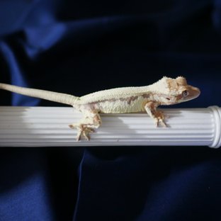 Lilly 100% Het Axanthic LW Sable