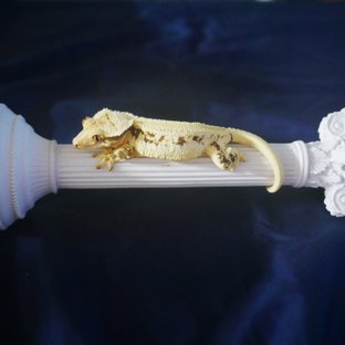 Lilly White Solid Back