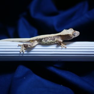 Lilly 100% Het Axanthic