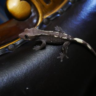 아잔틱