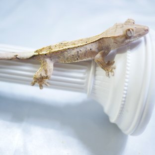 100% Het Axanthic Cappuccino