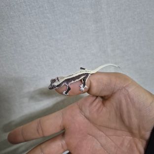 릴잔틱