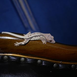 6.1 ti5