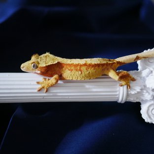 Normal 100% Het Axanthic