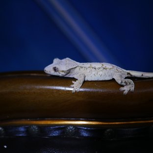 Normal White Spot Harlequin Drippy