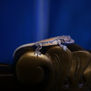 100%헷초초 릴리화이트