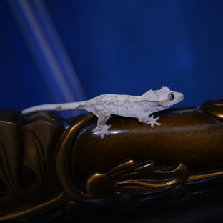 노멀 드리피 화이트스팟