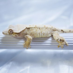 Normal Quad Extreme Harlequin